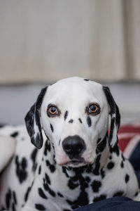 Close-up portrait of dalmatian dog