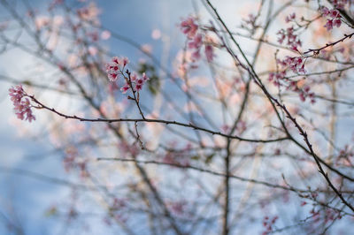 Low angle view of cherry blossoms in spring