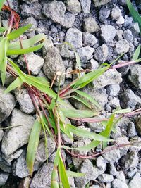 High angle view of plants