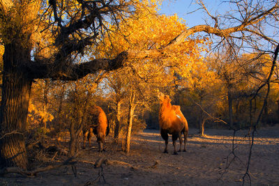 View of camels on field during autumn