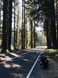 Country road along trees