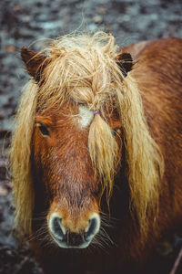 Close-up of an animal