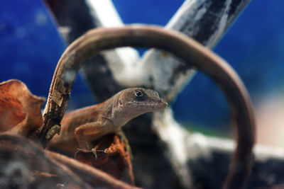 Close-up of lizard on glass against sky