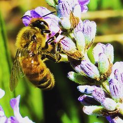 Close-up of bee pollinating on flower