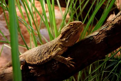 Close-up of lizard on tree