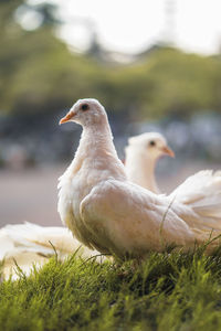 Close-up of duck on field
