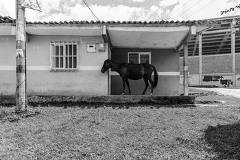 HORSE STANDING ON FIELD AGAINST CLOUDY SKY OVER SEA