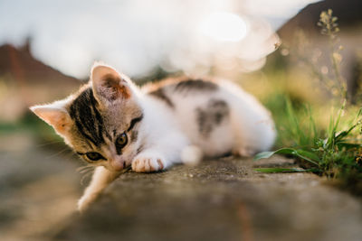 Close-up of kitten sitting on field
