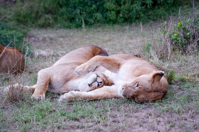 Lioness sleeping on field