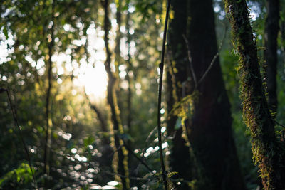 View of trees in forest