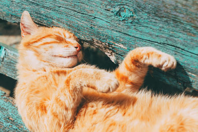 Close-up of cat sleeping outdoors