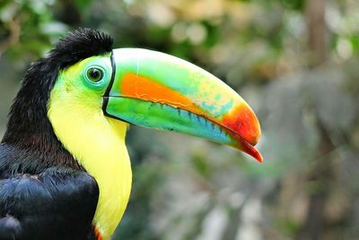 Close-up of a bird