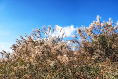 grass
