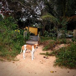 View of a dog standing against plants