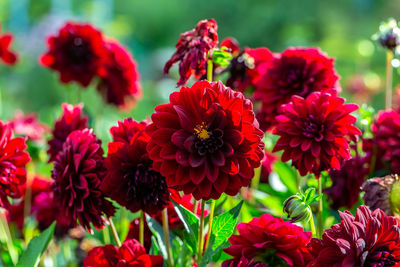 Dahlia black red flowers in garden