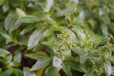 Close-up of plants growing in field