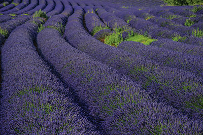 View of field of lavender flowers near the village of roussillon, in the french provence.