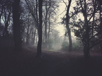 Silhouette trees in forest during foggy weather