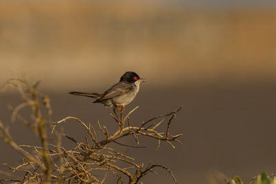 Bird perching on twig
