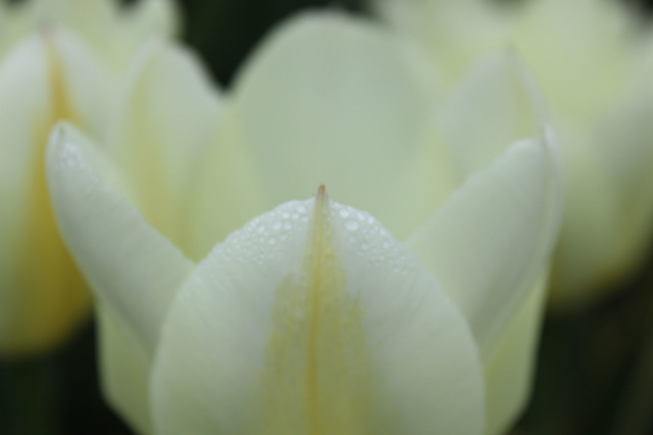 CLOSE-UP OF WHITE WATER LILY ON LEAF