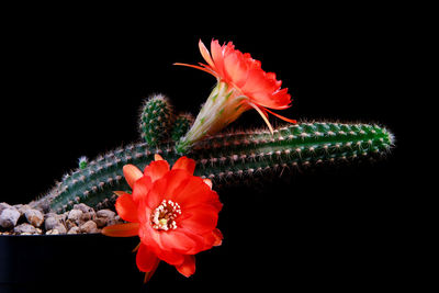 Close-up of red hibiscus flower against black background