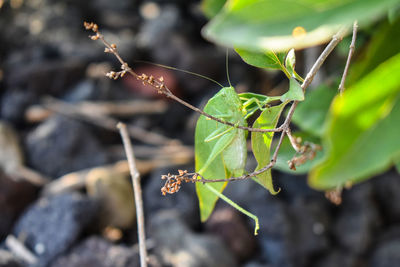 Close-up of insect on plant