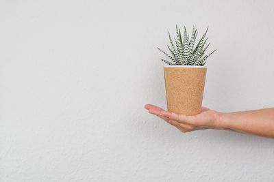 Close-up of hand holding potted plant against white wall