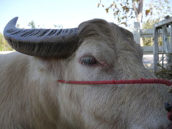 Close-up of a horse