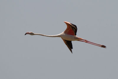 Low angle view of bird flying against clear sky