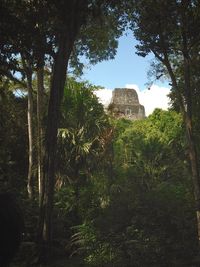 View of old ruin trees