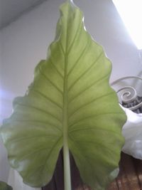 Close up of leaf