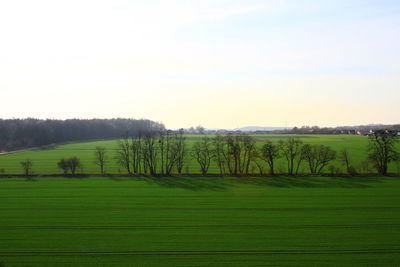 Scenic view of grassy field against sky