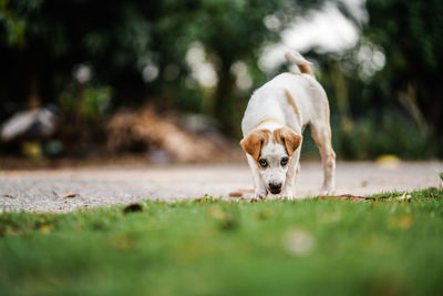 Dog with ball on field