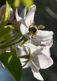 Close-up of bee pollinating on flower