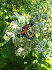 Close-up of butterfly pollinating on flower