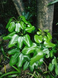 High angle view of plants