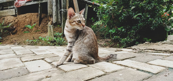 Cat sitting on footpath