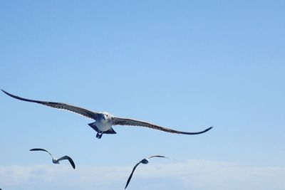 Low angle view of bird flying in sky