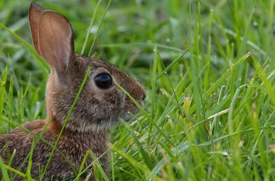 Close-up of a lizard on grass