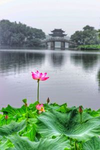 Close-up of pink lotus water lily in pond