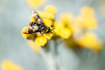 Close-up of bee pollinating on yellow flower