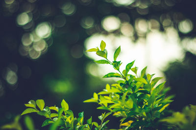 Close-up of fresh green plant