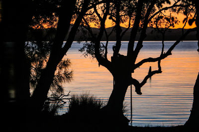 Silhouette trees by lake against sky during sunset