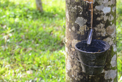 Close-up of bucket hanging on rubber tree