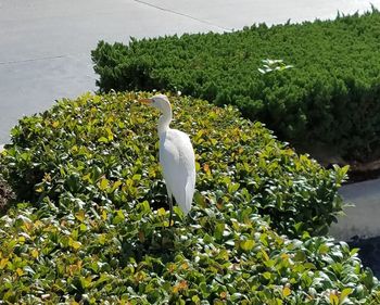 White bird perching on tree by plants