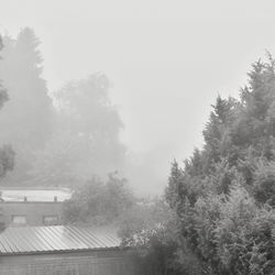 Trees in foggy weather