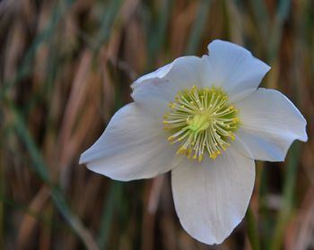 Close-up of white flowering plant