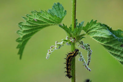 Close-up of insect on plant