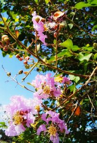 Close-up of pink flowers blooming on tree