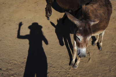Shadow of people on field
